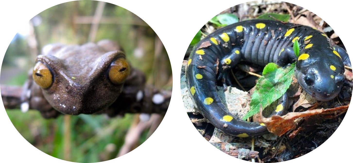 Left: A Tapichalaca tree frog (Hyloscirtus tapichalaca) from southern Ecuador. Right: Spotted salamander (Ambystoma maculatum).