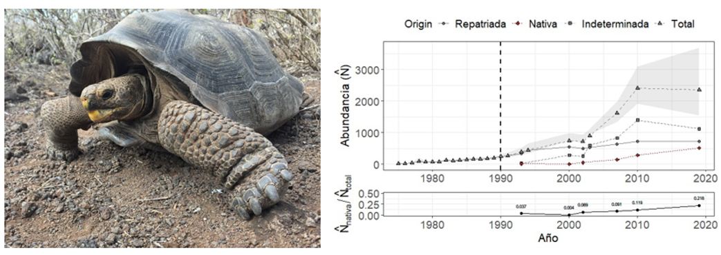 Population regeneration of giant tortoises on Española following 50 years of captive breeding and repatriation.