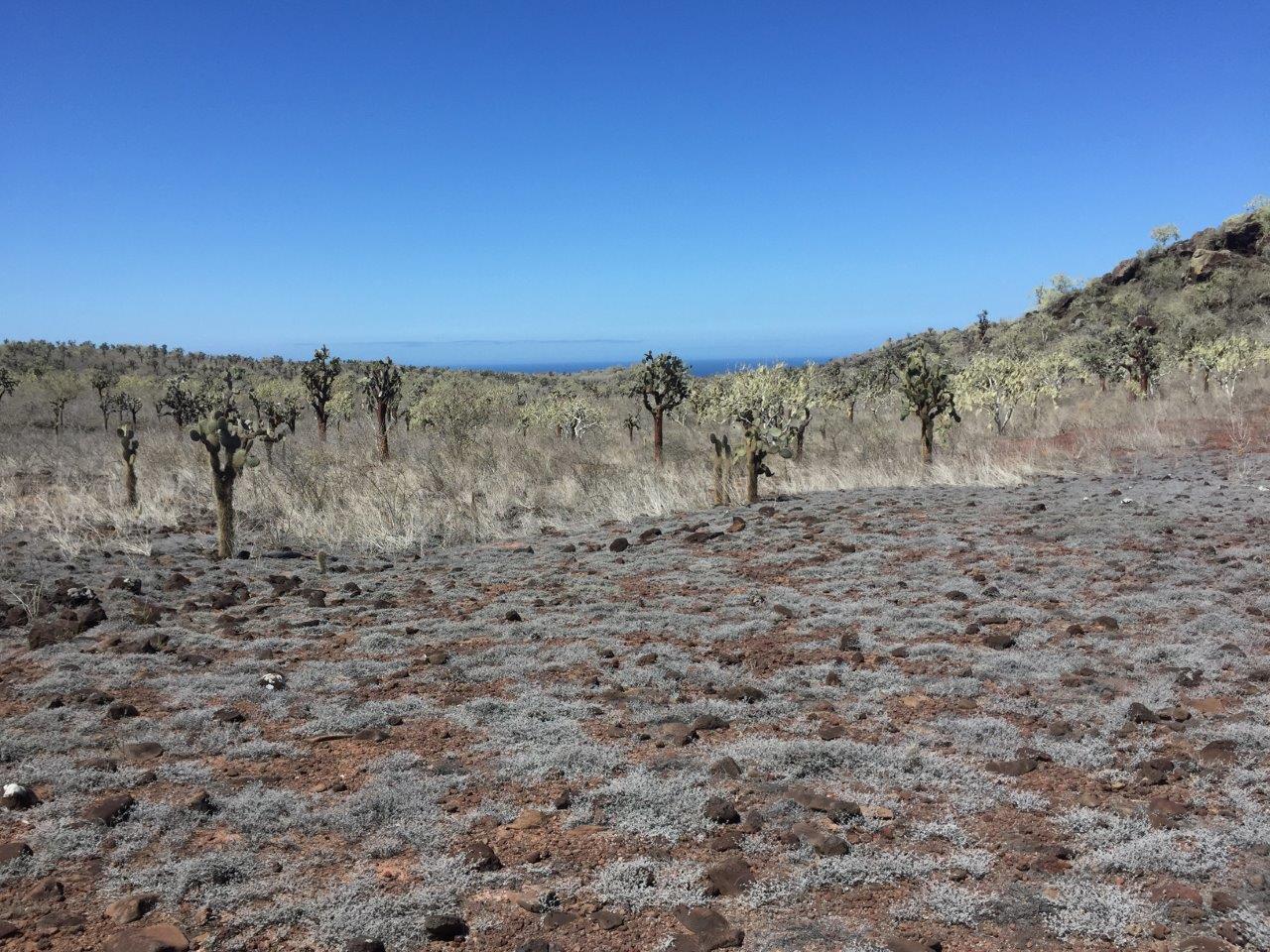 Trekking in a new land, far far away.