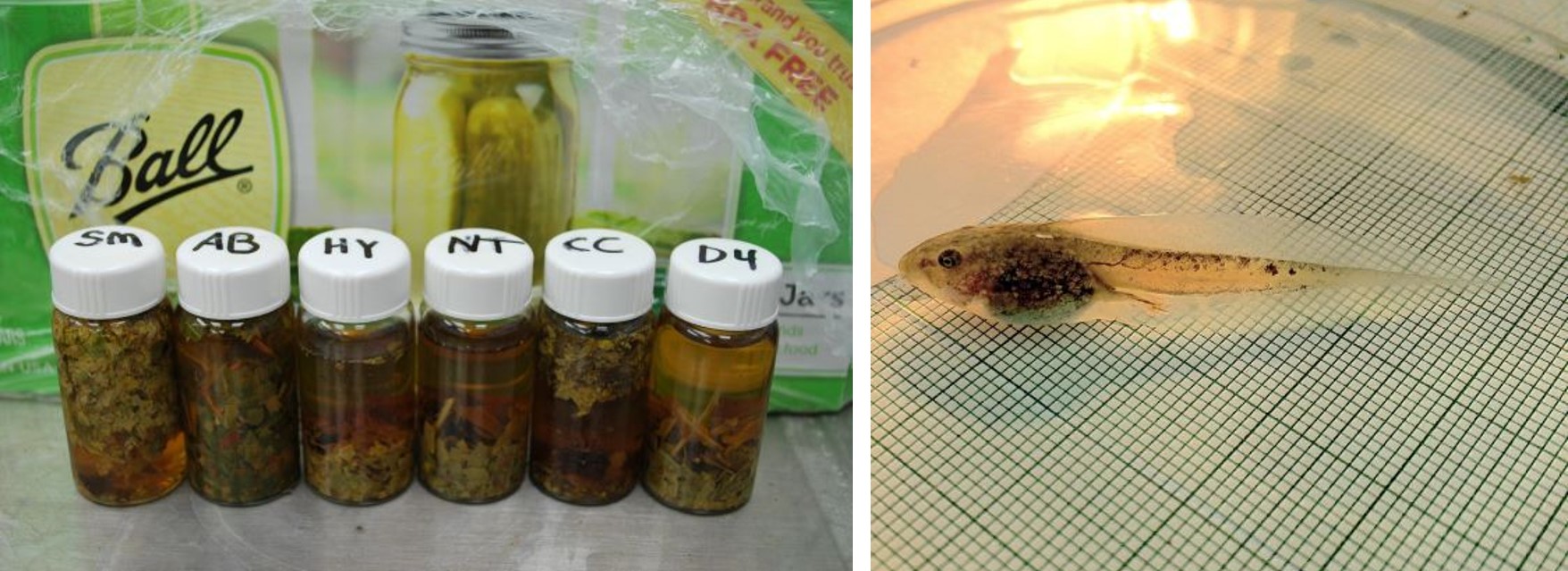 Left: Sample vials of leaf litter with pond water from central New York. Right: a wood frog (Lithobates sylvaticus) tadpole.