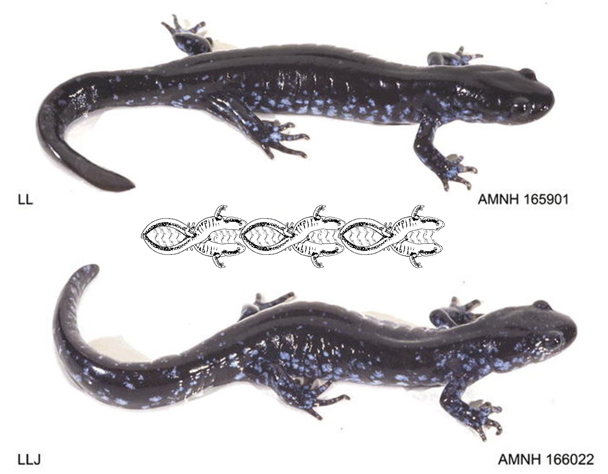 Blue-spotted salamanders (top) and unisexual *Ambystoma*. Image from Bogart & Klemens (2008).